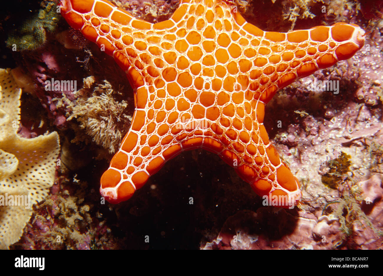 La vivace colorazione rossa di un mattone Stella di Mare attaccato ad una barriera corallina. Foto Stock