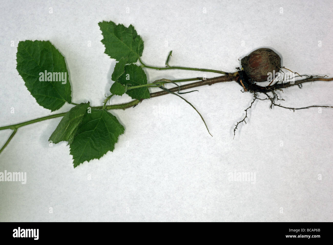 Nocciola sparare con le radici e i giovani foglie fresche su sfondo bianco Foto Stock