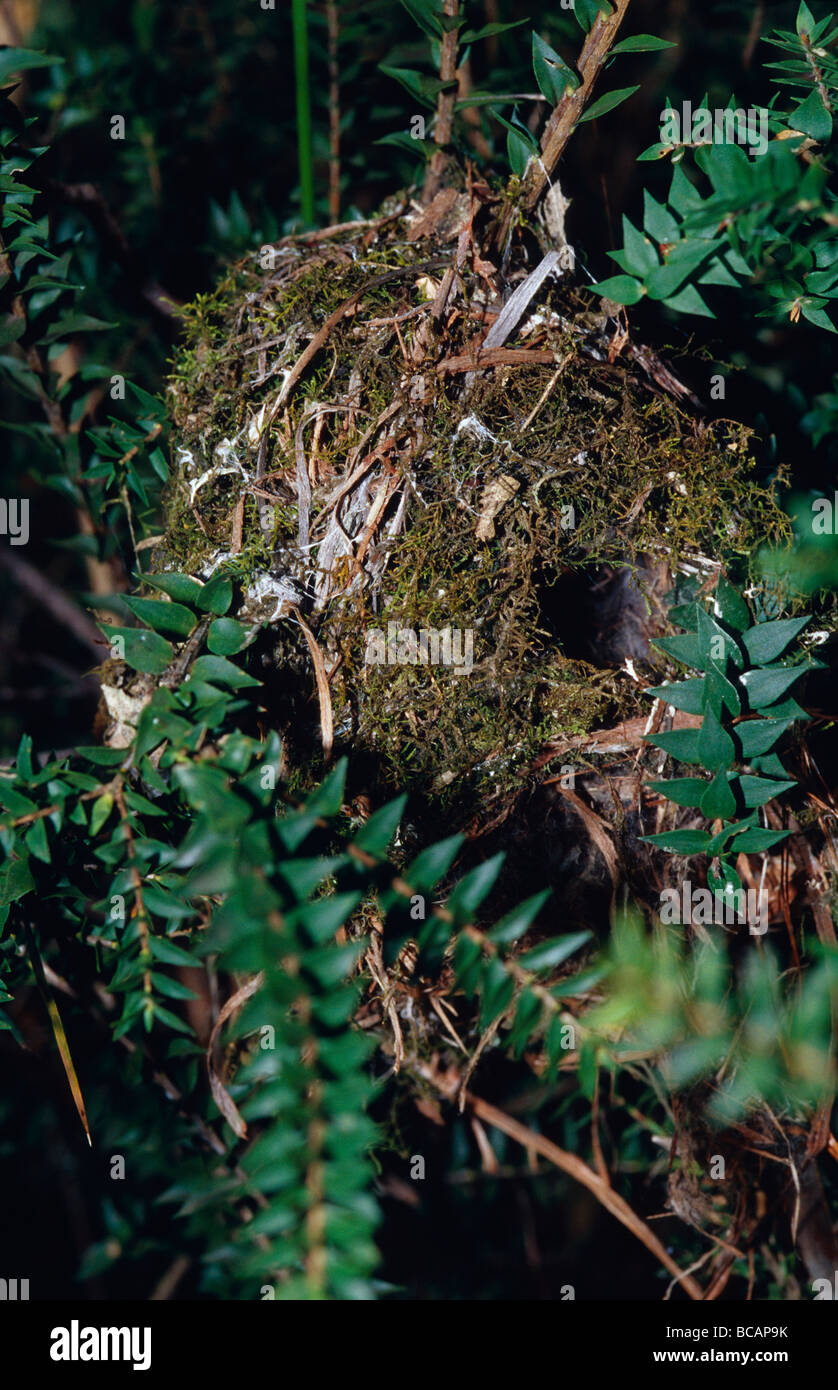 Il nido a bulbo di un marrone Thornbill uccello in una pianura palude foresta. Foto Stock