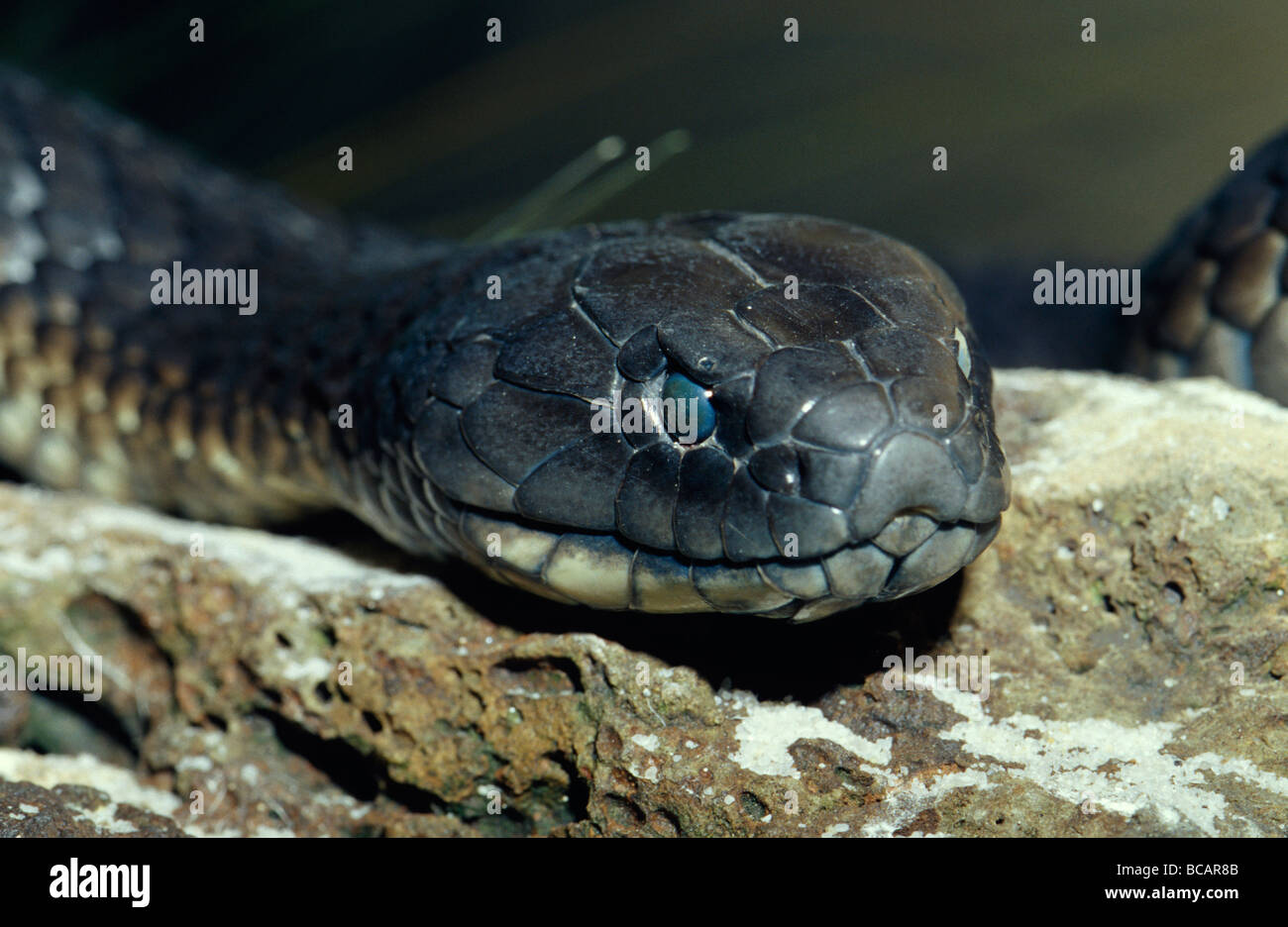 Primo piano di una Chappell Isola Tiger Snake rinnova la sua pelle. Foto Stock