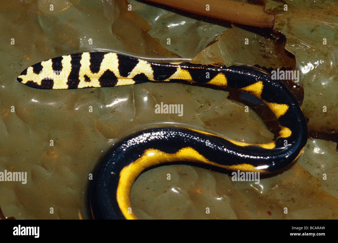 Il paddle-come la coda di un mare Yellow-Bellied serpente Pelamis Platurus. Foto Stock