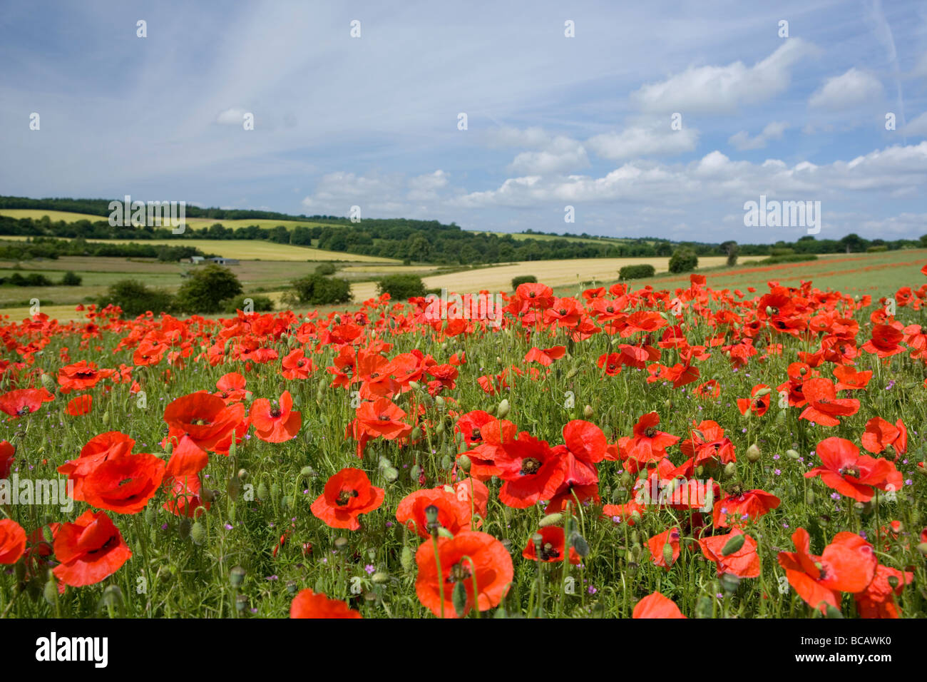Campo di papavero in Kent, Regno Unito Foto Stock