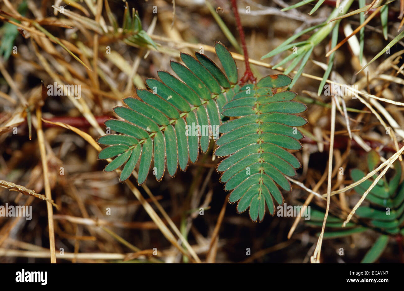 A foglie di Mimosa pudica nativo di America centrale e America del sud. Foto Stock