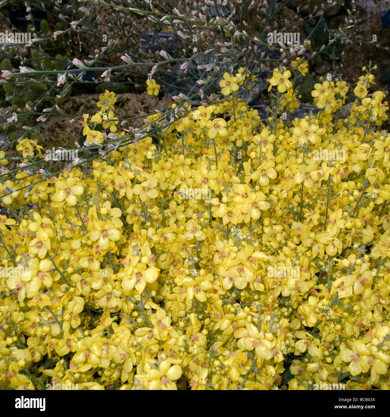 Fiori di colore giallo - Royal Botanic Gardens, Kew, Richmond, Surrey Foto Stock