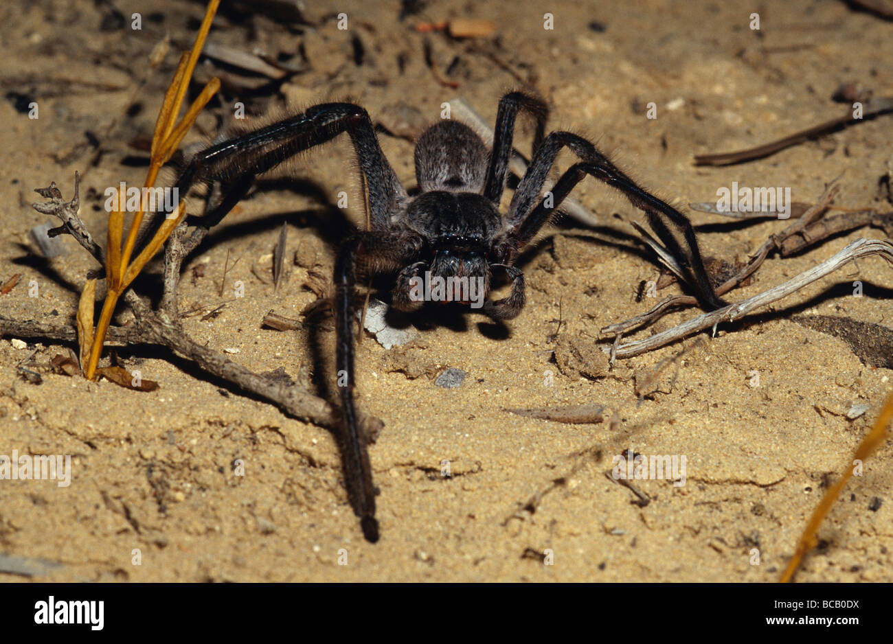 Una minacciosa Mygalomorph Spider la caccia a Sandy figliata di foglia di notte. Foto Stock