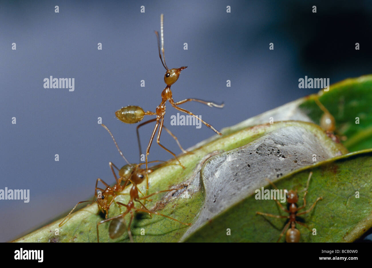 Un albero verde Ant in piedi sulle zampe posteriori difendere nido di colonia. Foto Stock