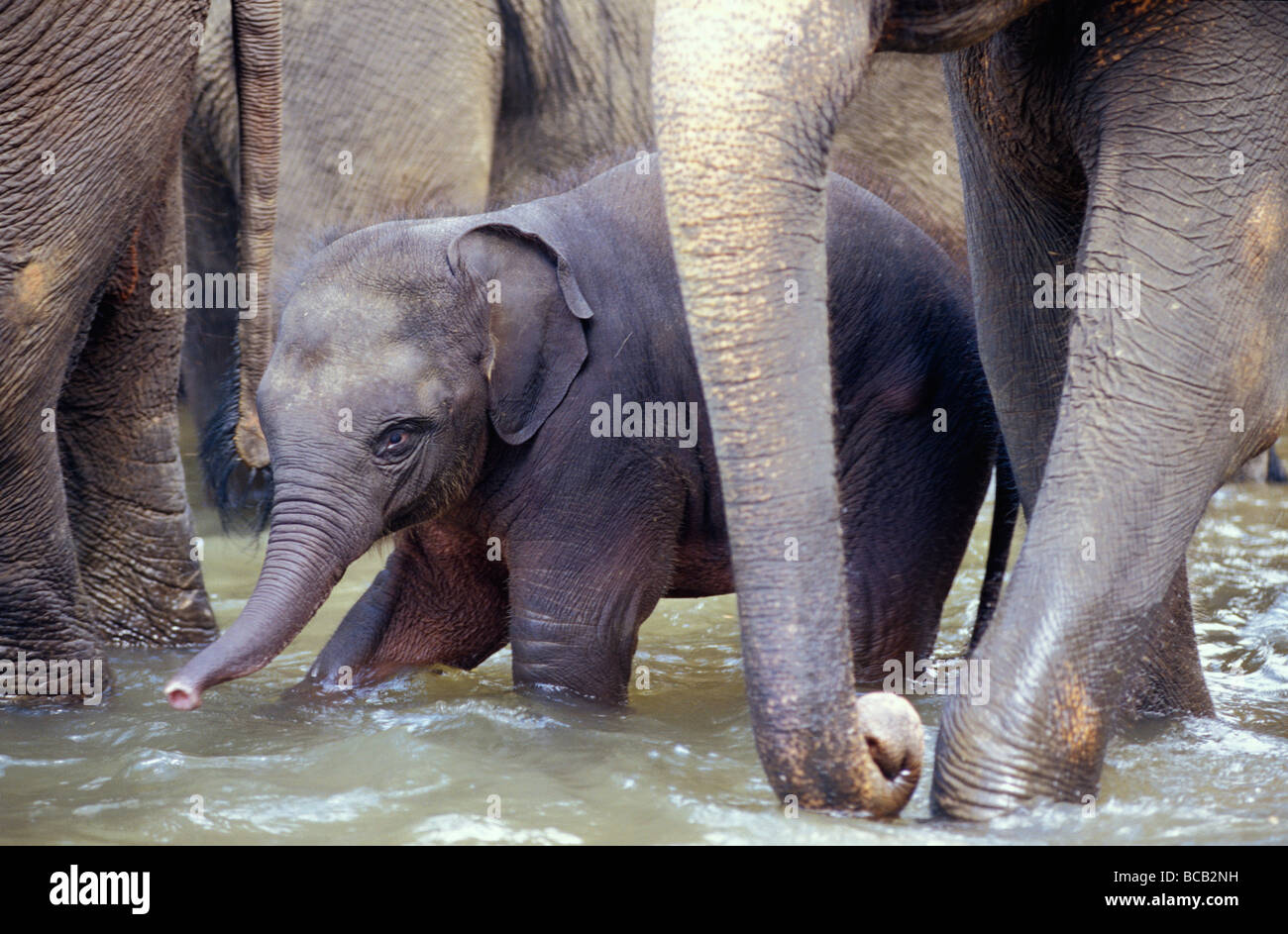 Un pericolo dello Sri Lanka Elefante asiatico calf protetto dal suo allevamento. Foto Stock