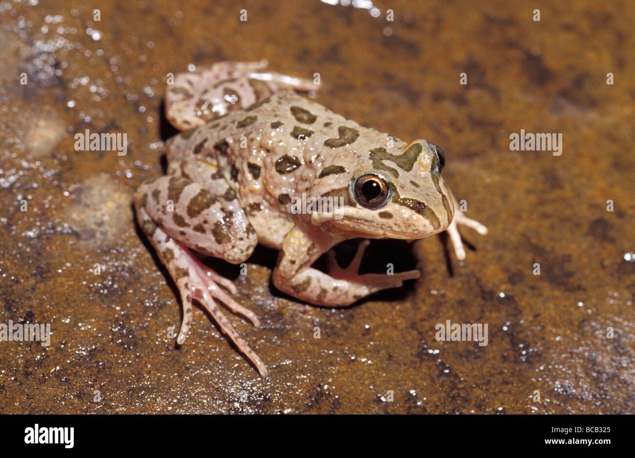Un sessualmente maturo maculato rana di erba in appoggio su di una roccia di fiume. Foto Stock