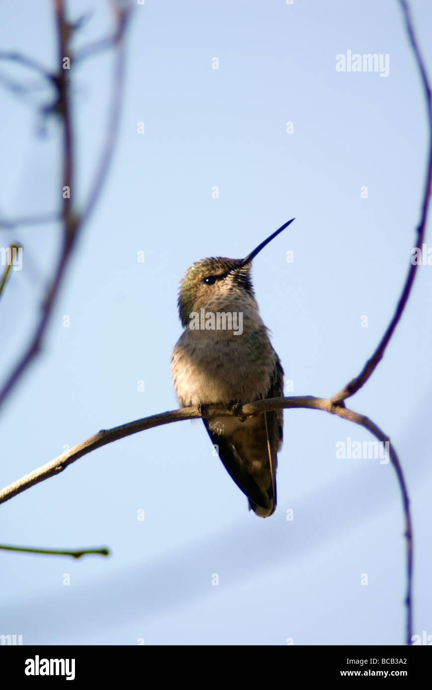 Costa (Hummingbird Calypte costae) arroccato a Ellwood Bluffs. Foto Stock