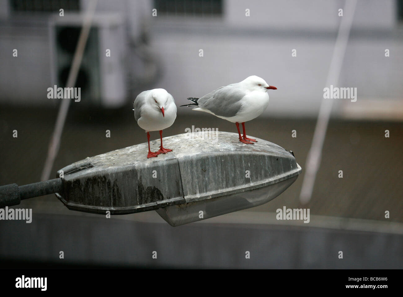 Due Gabbiani a sedersi su una lampada posta in una stradina a Sydney, in Australia. Foto Stock