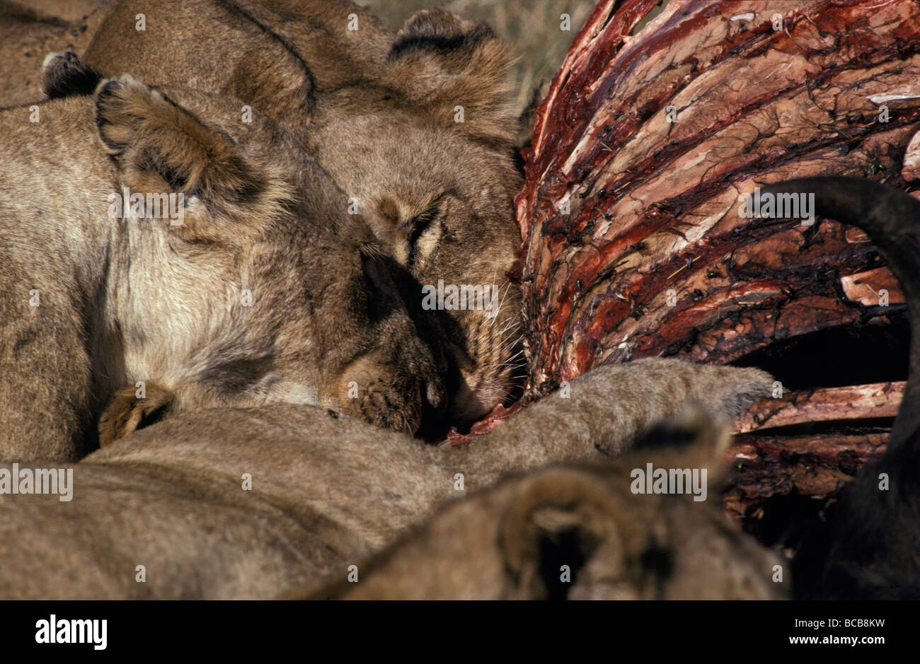 Un orgoglio dei leoni africani festa sul capo di una carcassa di Buffalo all'alba. Foto Stock