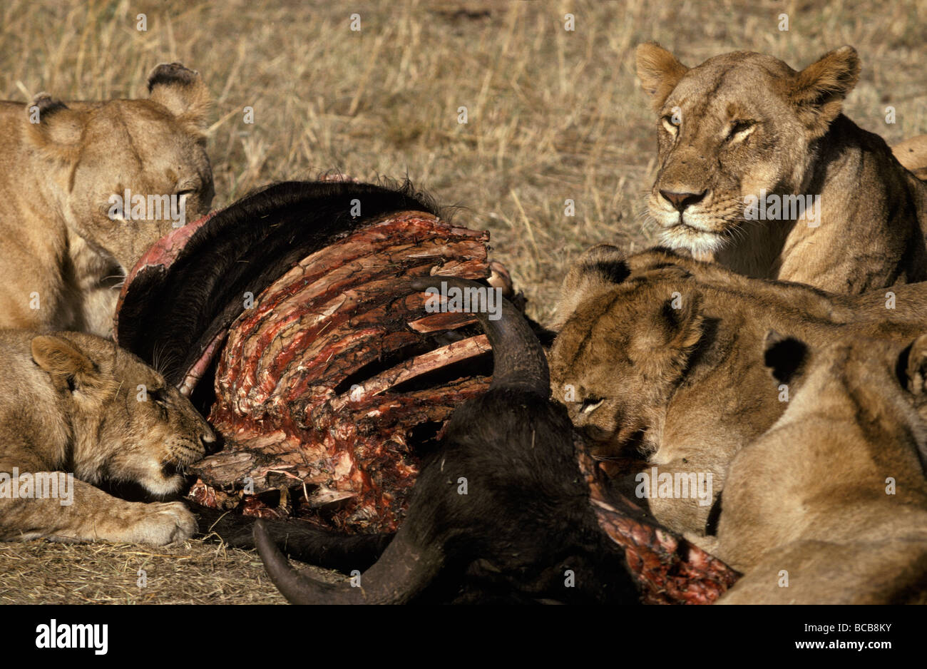 Un orgoglio dei leoni africani festa sul capo di una carcassa di Buffalo all'alba. Foto Stock