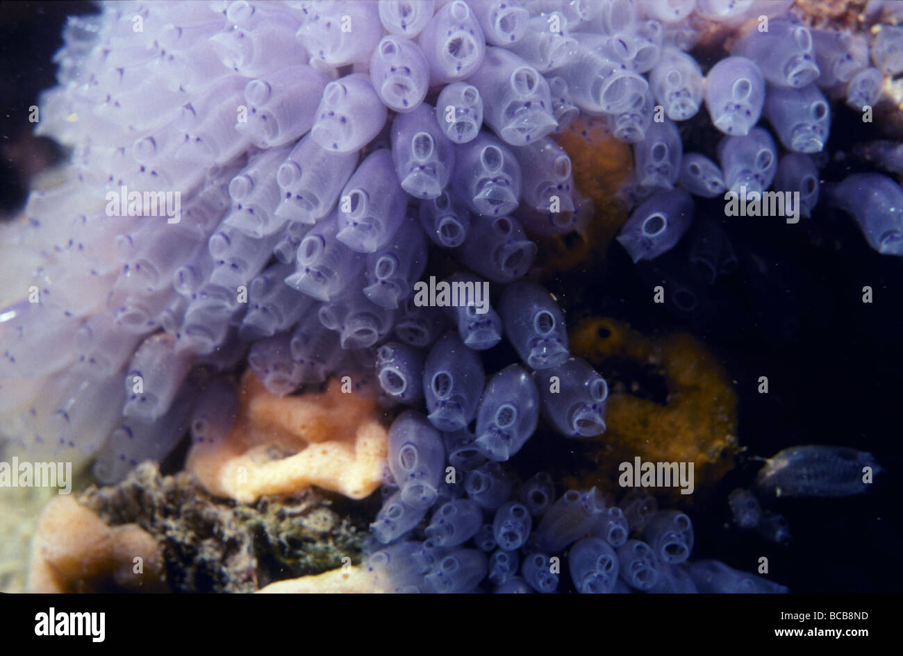 Un brillante viola colonia Clavelina attaccato ad un molo pilone. Foto Stock