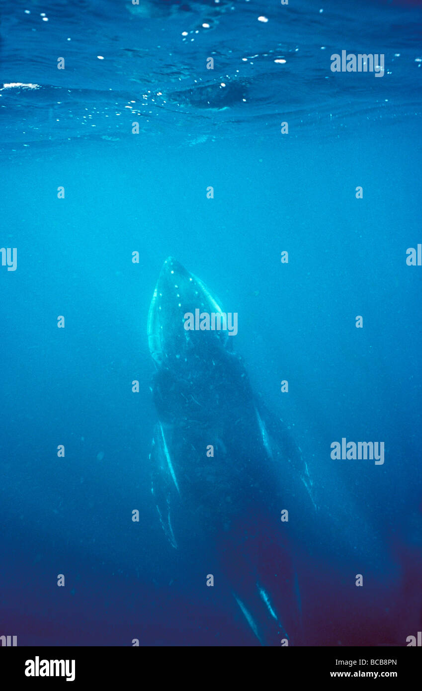Un Humpback Whale calf ascende verso la superficie dell'oceano di respirare. Foto Stock