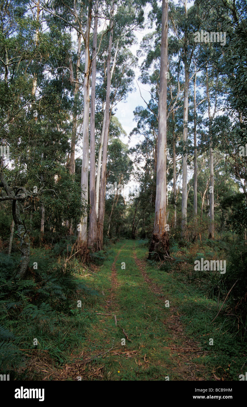 Pista forestale per i veicoli in esecuzione attraverso la Manna Gum foresta di eucalipti. Foto Stock