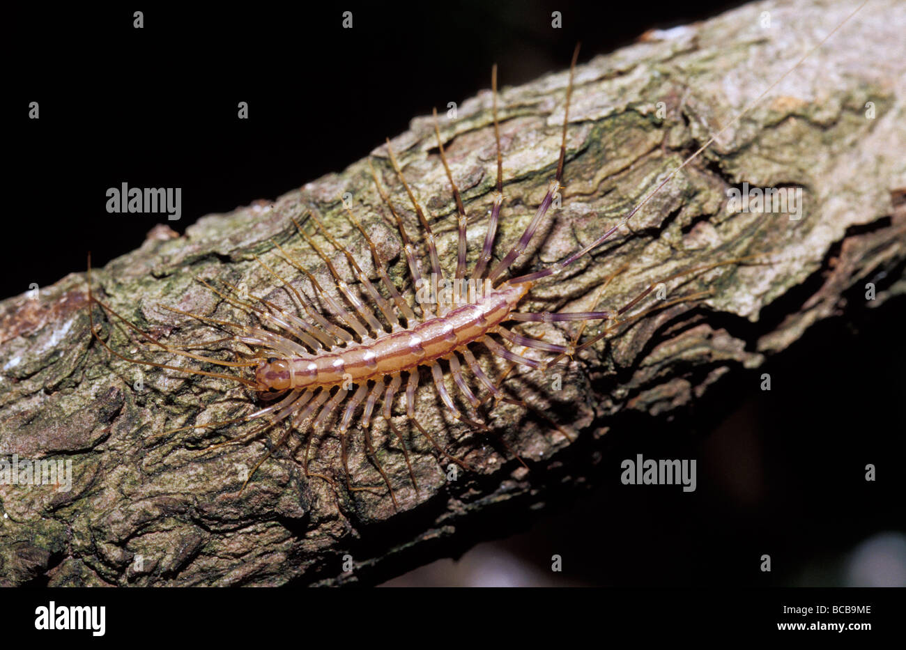 Un minaccioso cercando casa Centipede caccia la preda su un ramo. Foto Stock