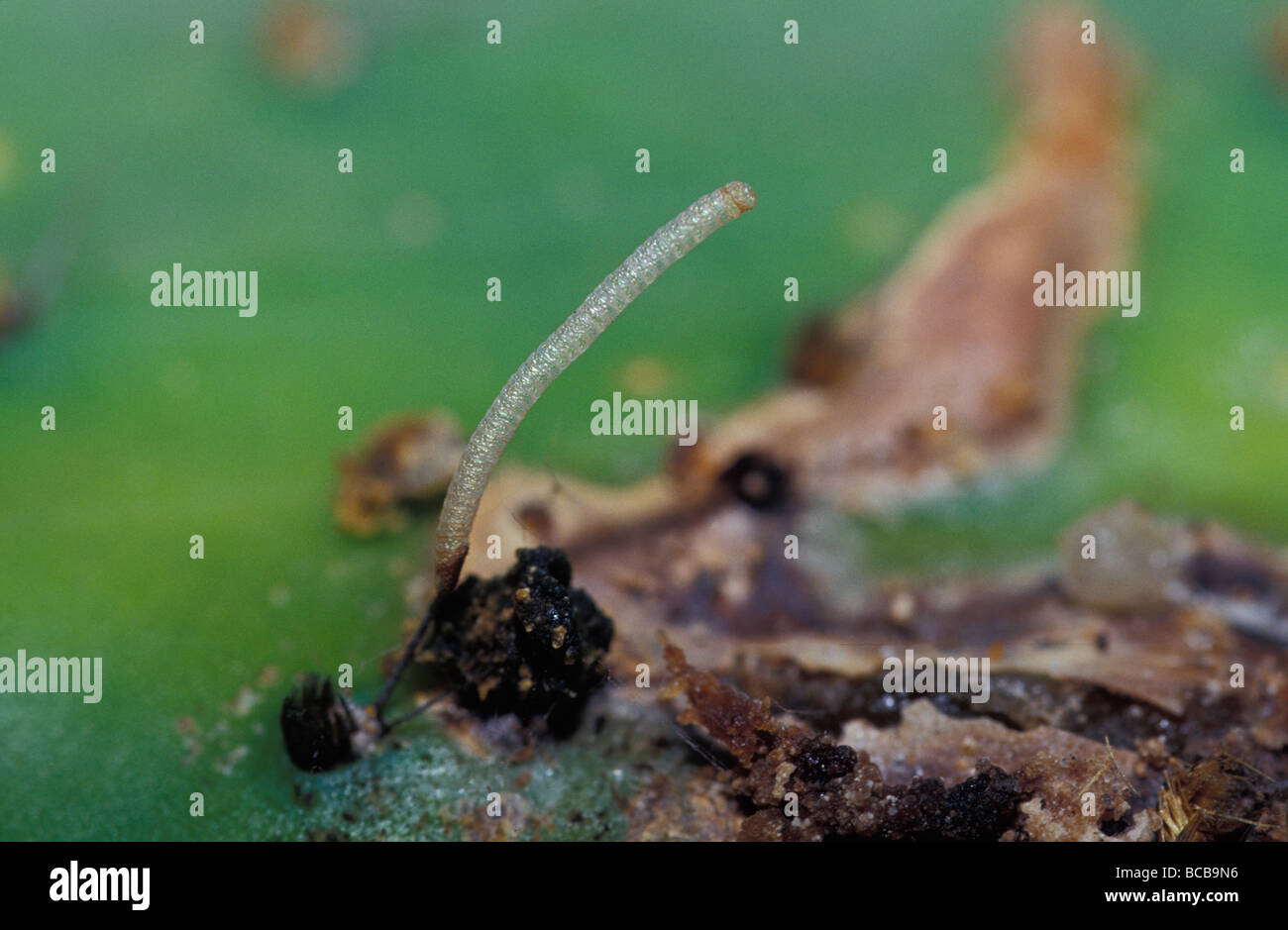 Una falena Cactoblastos uovo caso attaccato ad un fico d'India Cactus foglia. Foto Stock