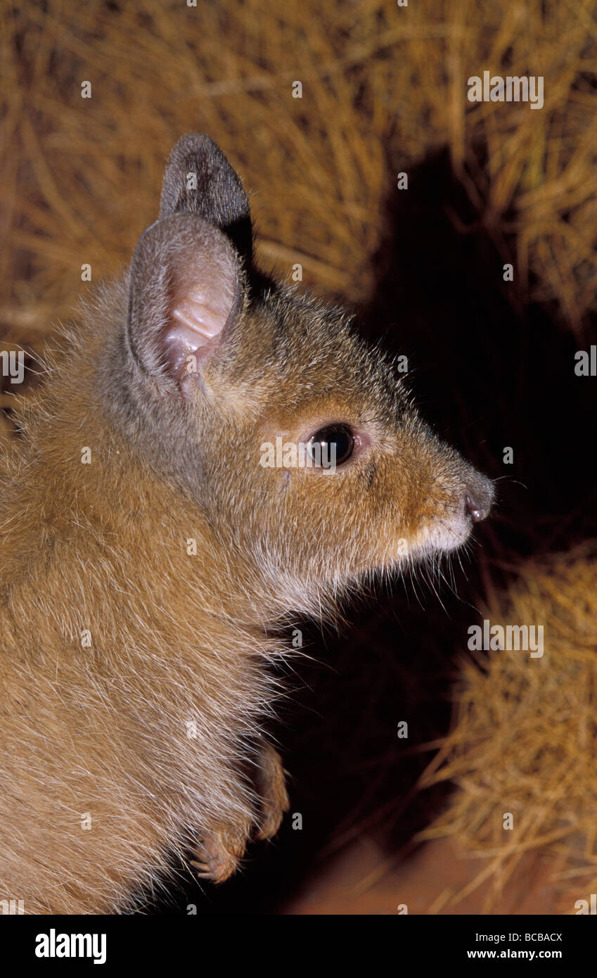 Ritratto di profilo di una specie gravemente minacciate Rufous Hare-Wallaby, Mala. Foto Stock