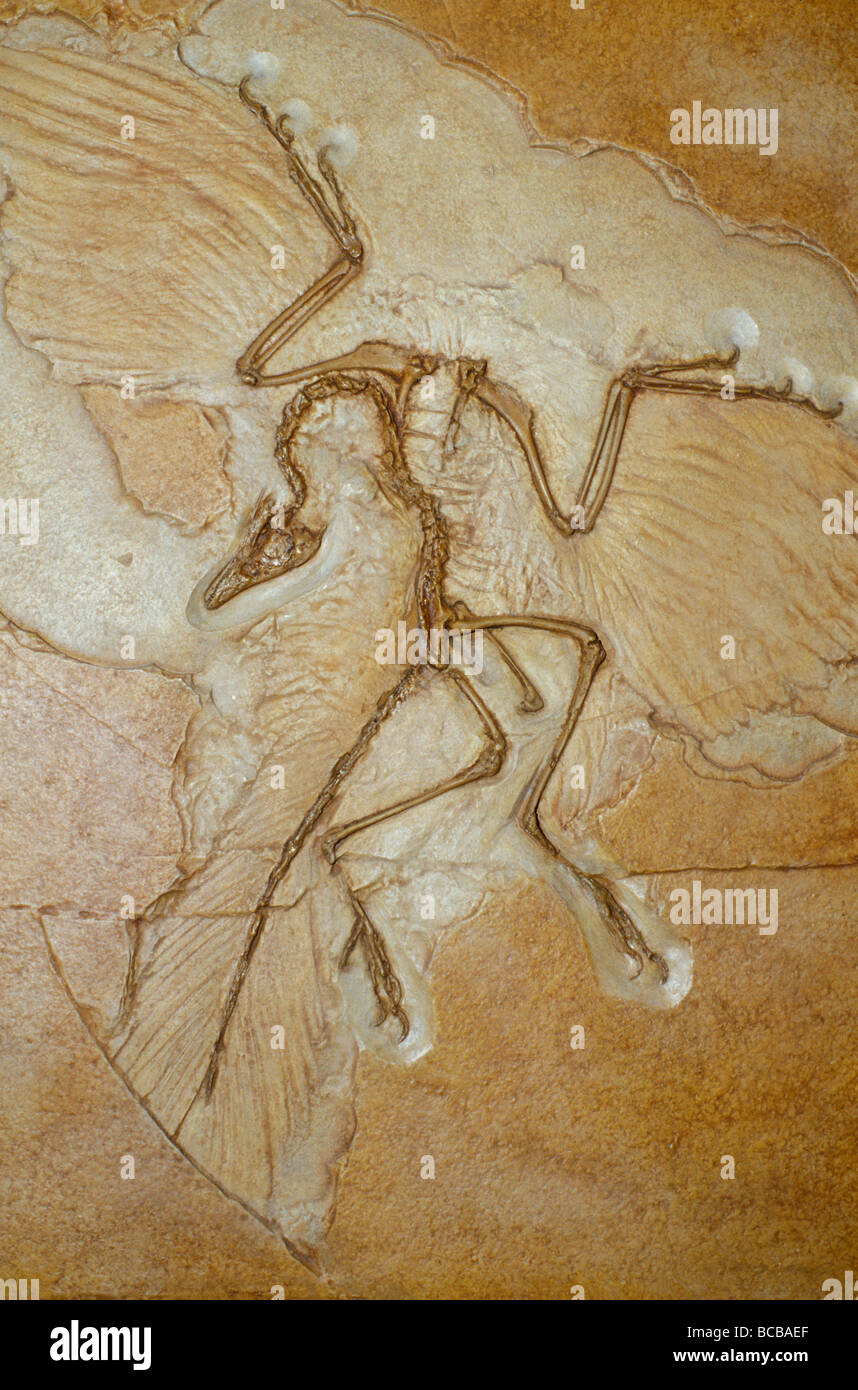 Il più presto bird, Archaeopteryx, scheletro fossile con piume. Foto Stock