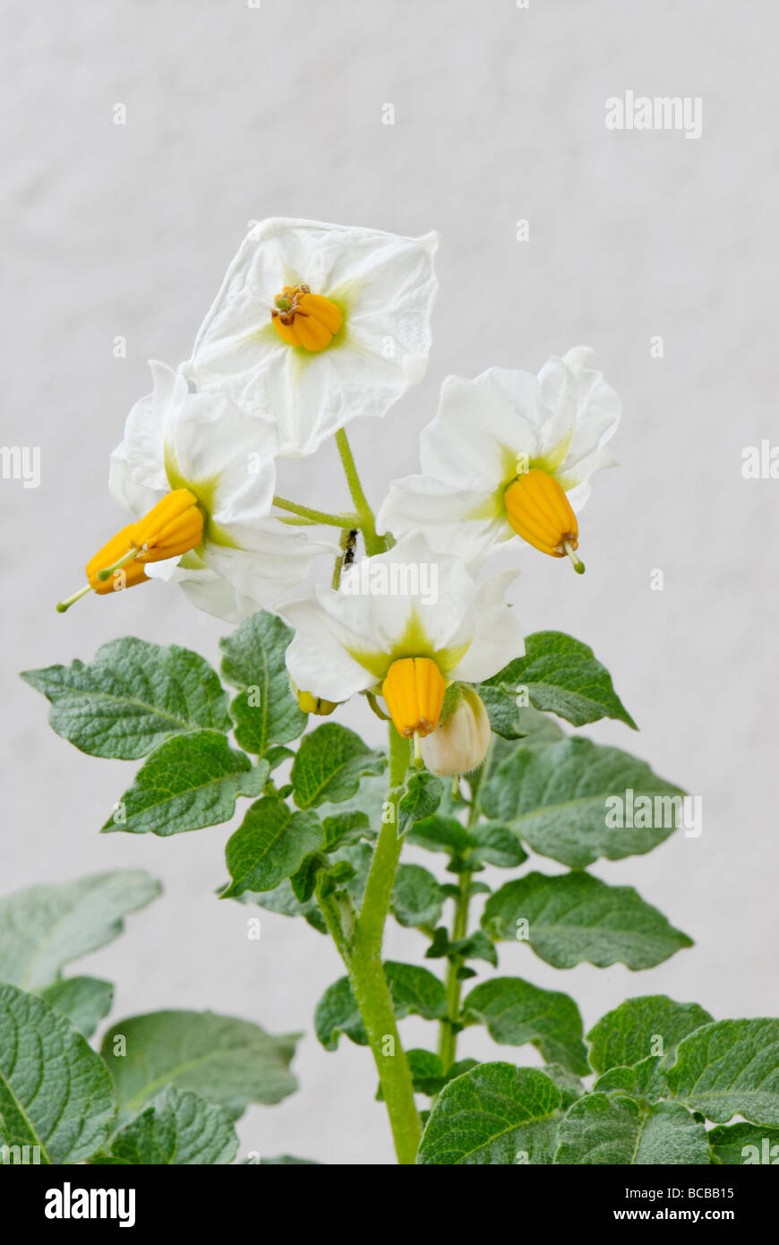 Fiore della pianta di patata Foto Stock