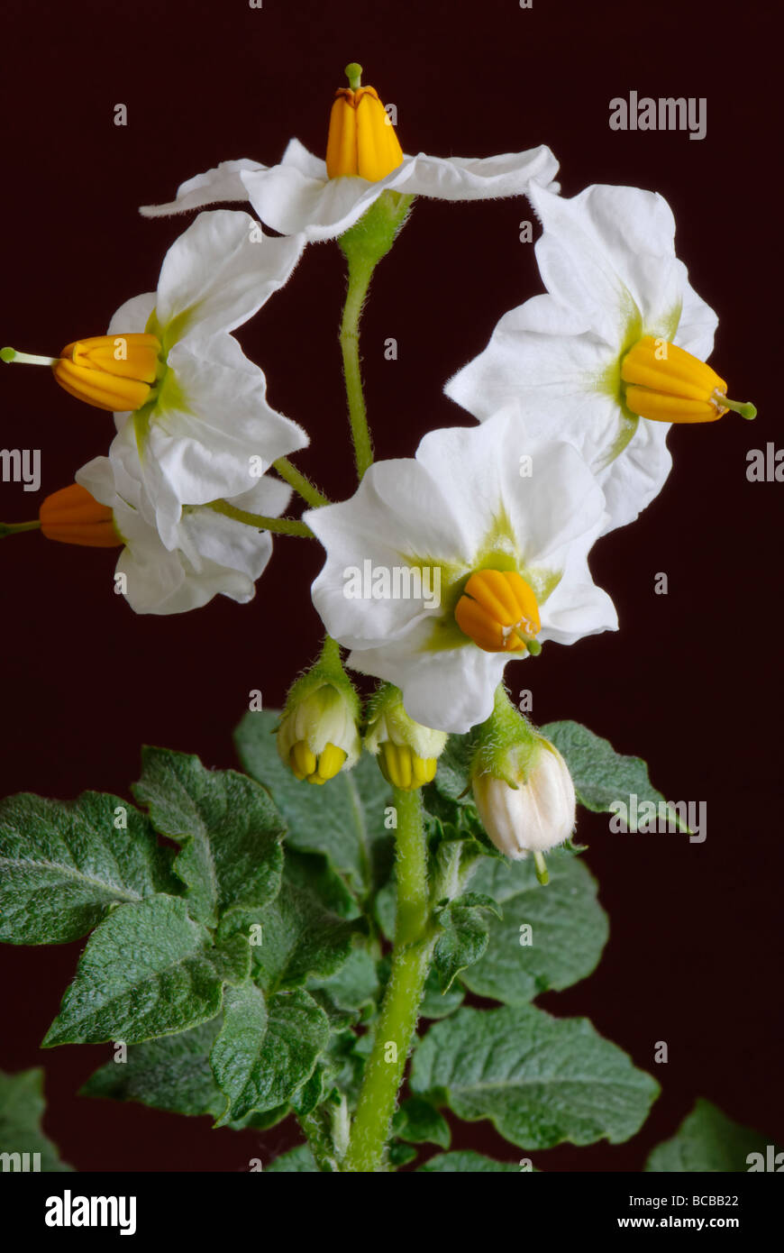 Fiore della pianta di patata Foto Stock