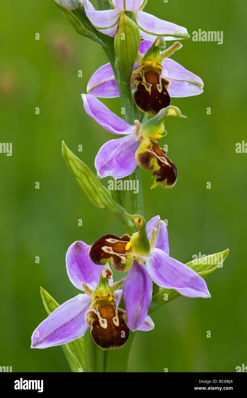 Bee orchid "Orchis apifera' quattro fiorisce Foto Stock