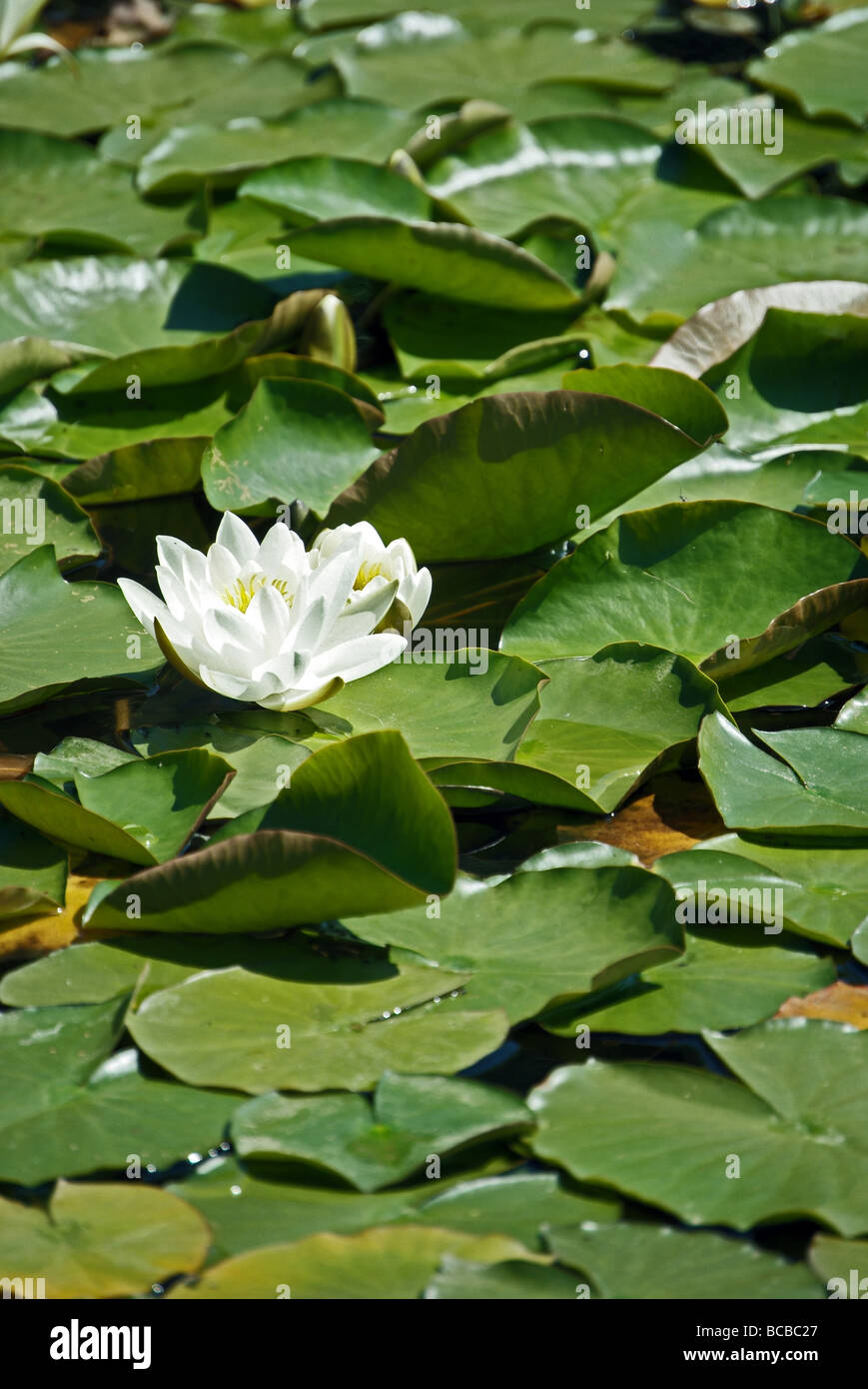 Fiore di loto in stagno Foto Stock
