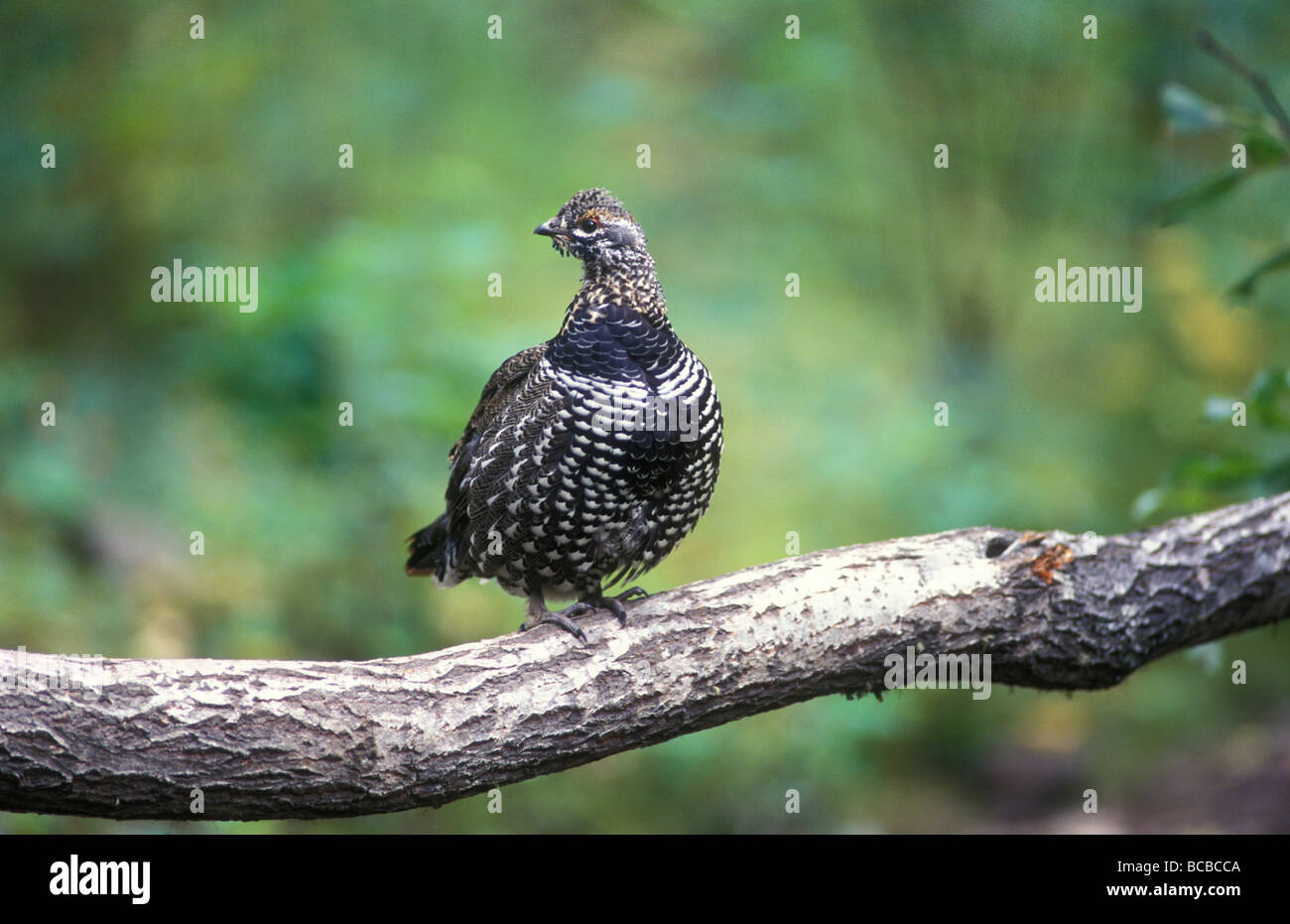 Spruce Grouse (Dendragapus canadensis) appollaiato su un ramo. Foto Stock