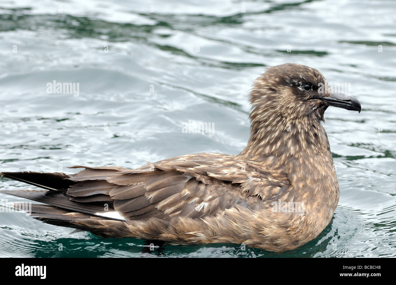 Grande Skua (Catharacta skua). Foto Stock