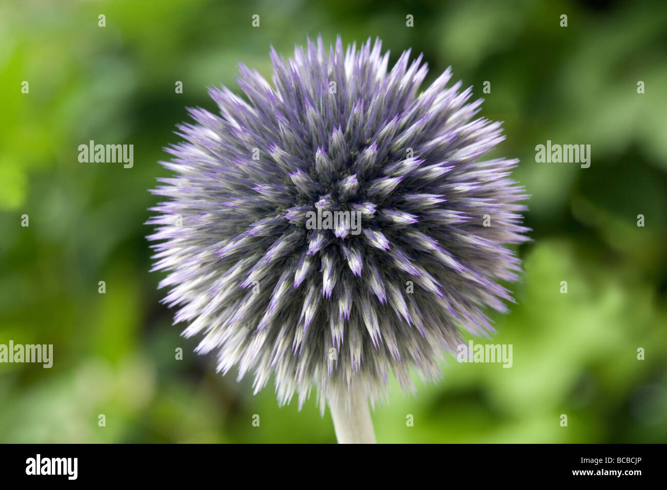 Globe thistle - Echinops bannaticus Foto Stock