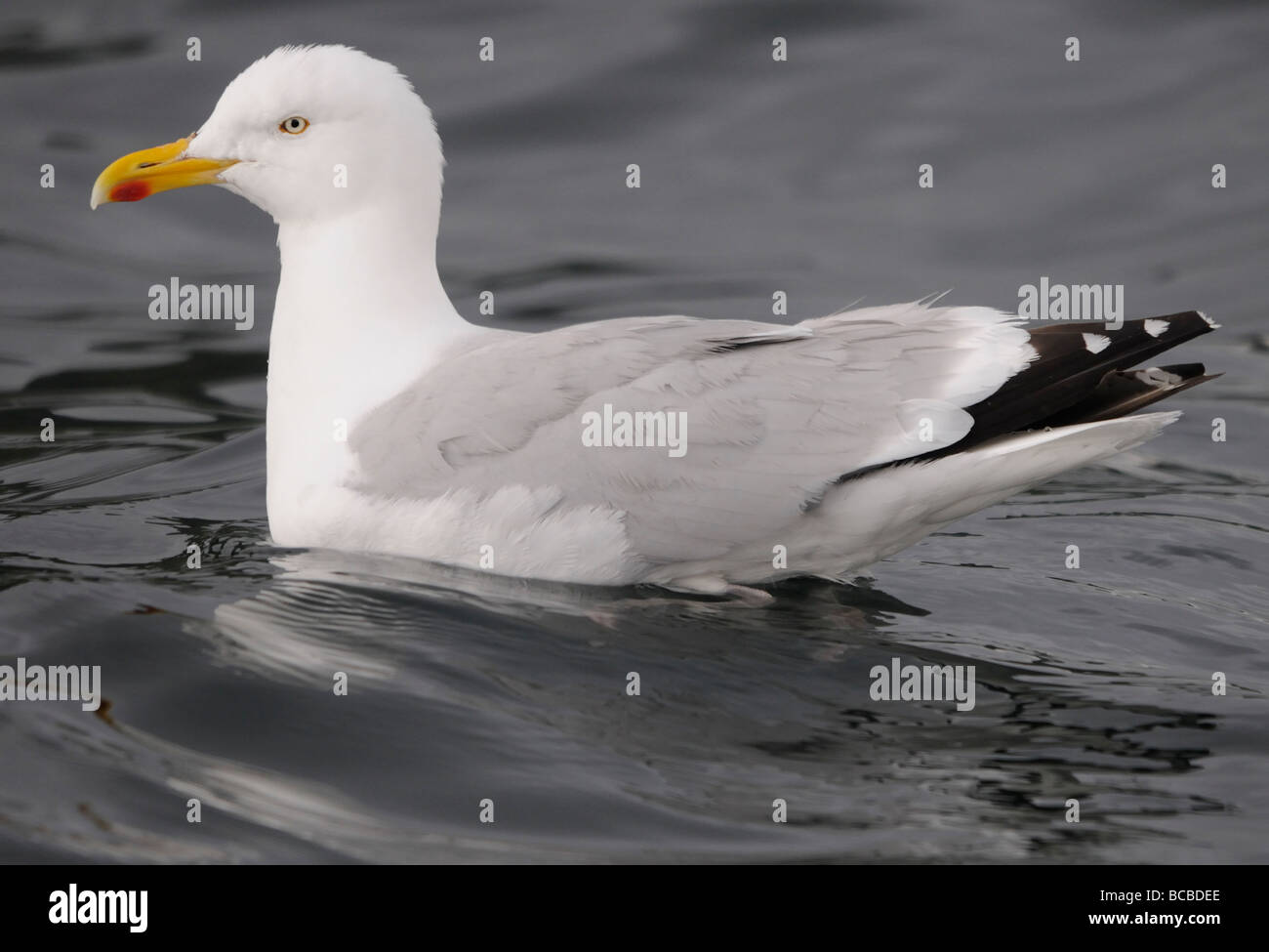 Piscina Gabbiano Aringhe (Larus argentatus). Foto Stock