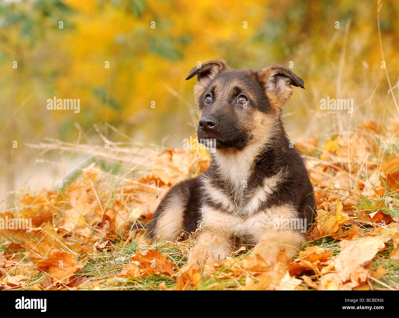 Poco tedesco Shephard cucciolo di cane in uno scenario di autunno Foto Stock