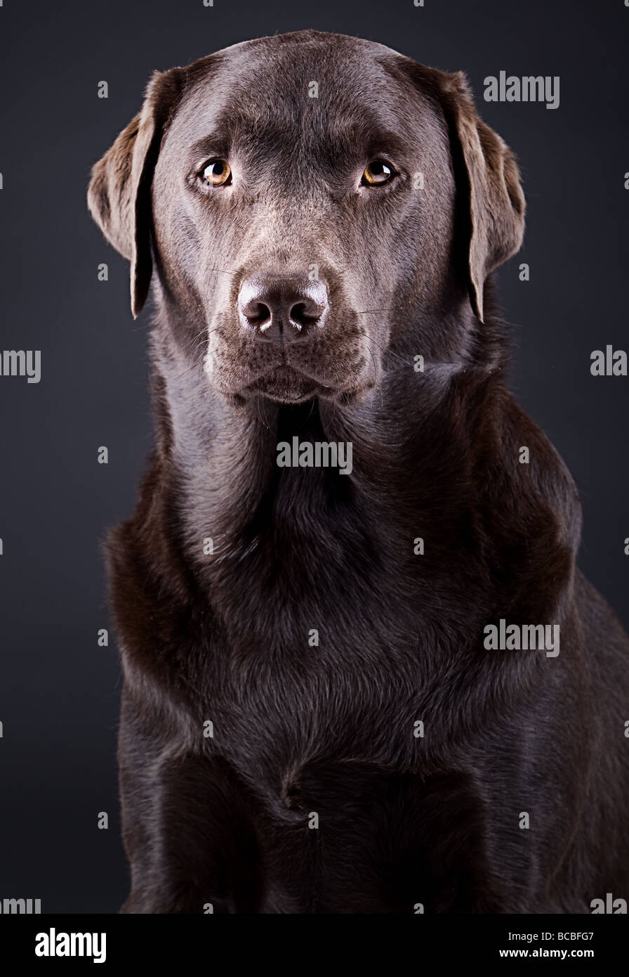 Inquadratura di un orgoglioso cioccolato Labrador contro uno sfondo scuro Foto Stock