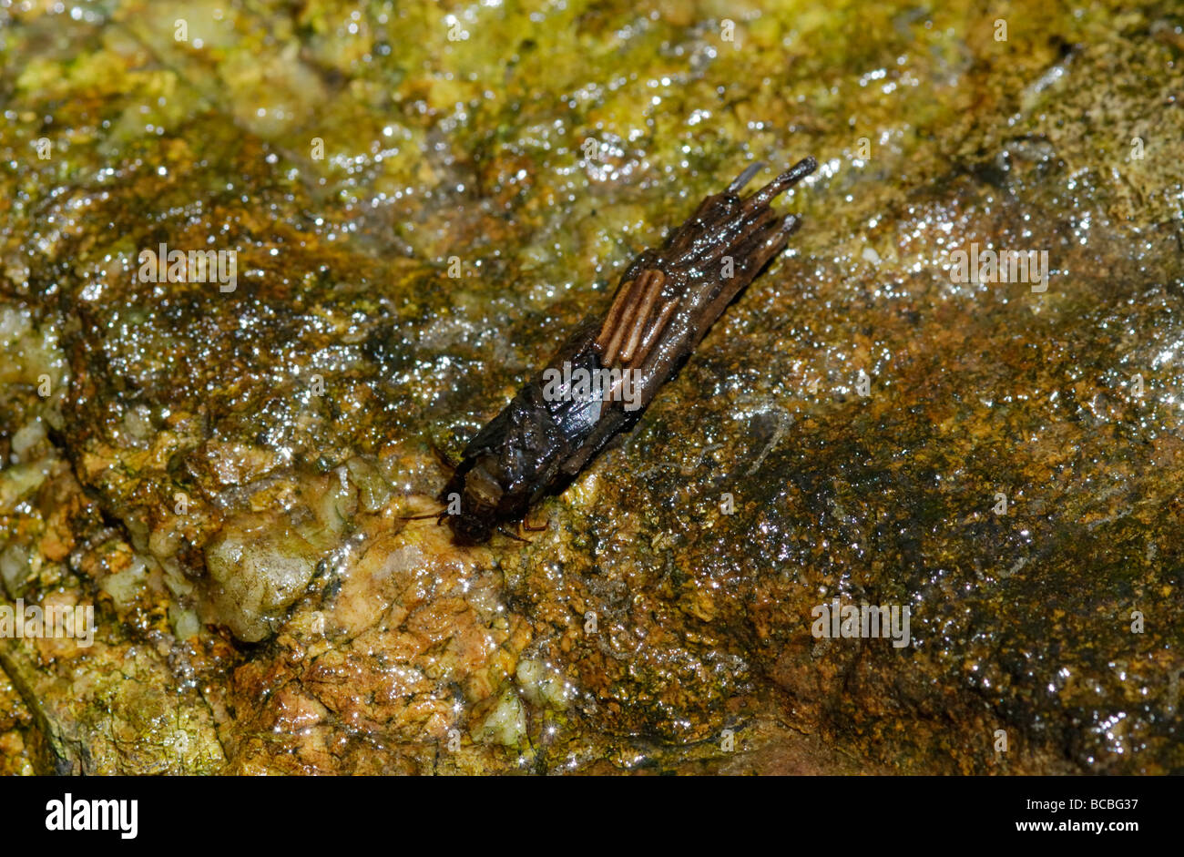 Caddisfly larva all'interno del suo astuccio di protezione Foto Stock
