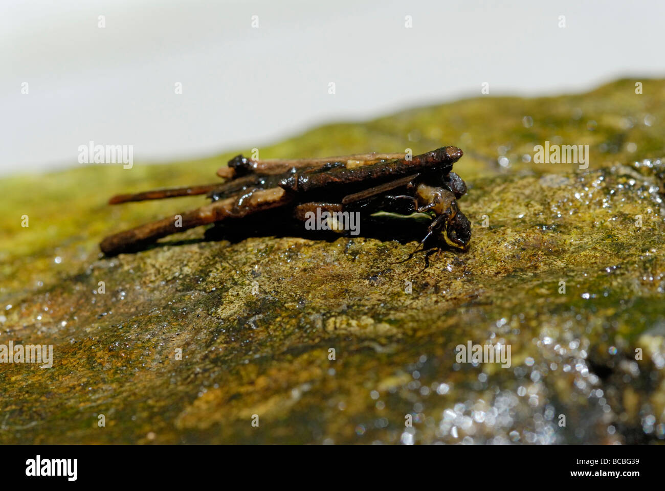 Caddisfly larva su una roccia bagnata Foto Stock
