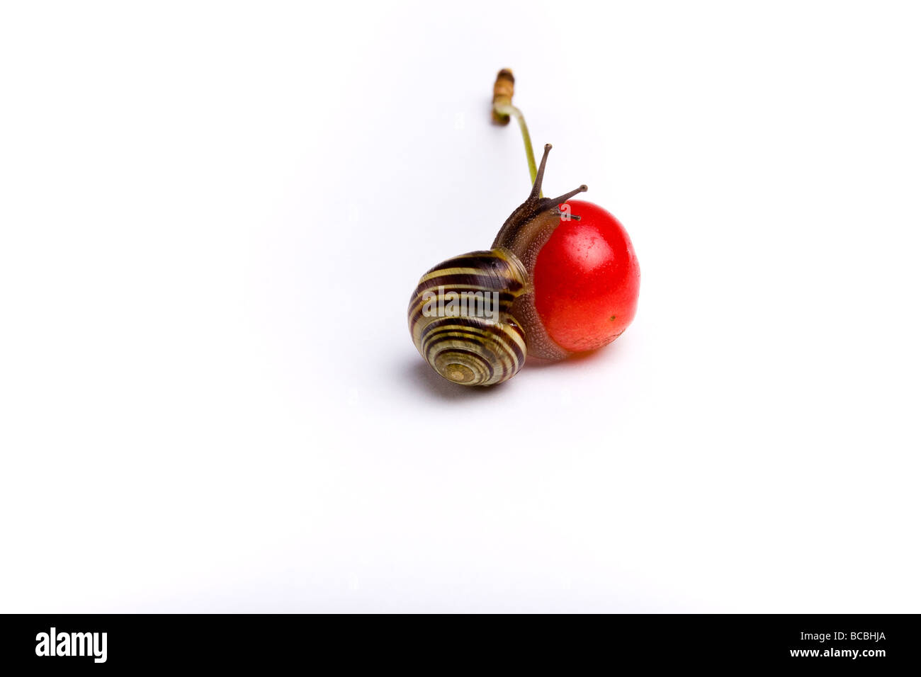 Piccolo rosso ciliegia appena scesa da albero studio shot contro uno sfondo bianco con randy giardino bilanciamento di lumaca sulla sommità di ciliegia Foto Stock