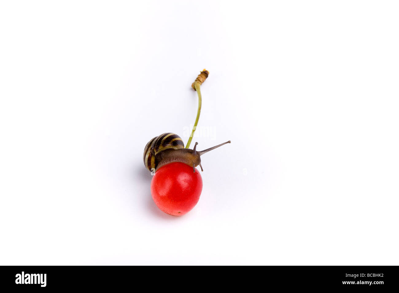Piccolo rosso ciliegia appena scesa da albero studio shot contro uno sfondo bianco con randy giardino bilanciamento di lumaca sulla sommità di ciliegia Foto Stock