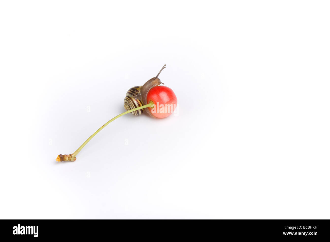Piccolo rosso ciliegia appena scesa da albero studio shot contro uno sfondo bianco con randy giardino bilanciamento di lumaca sulla sommità di ciliegia Foto Stock