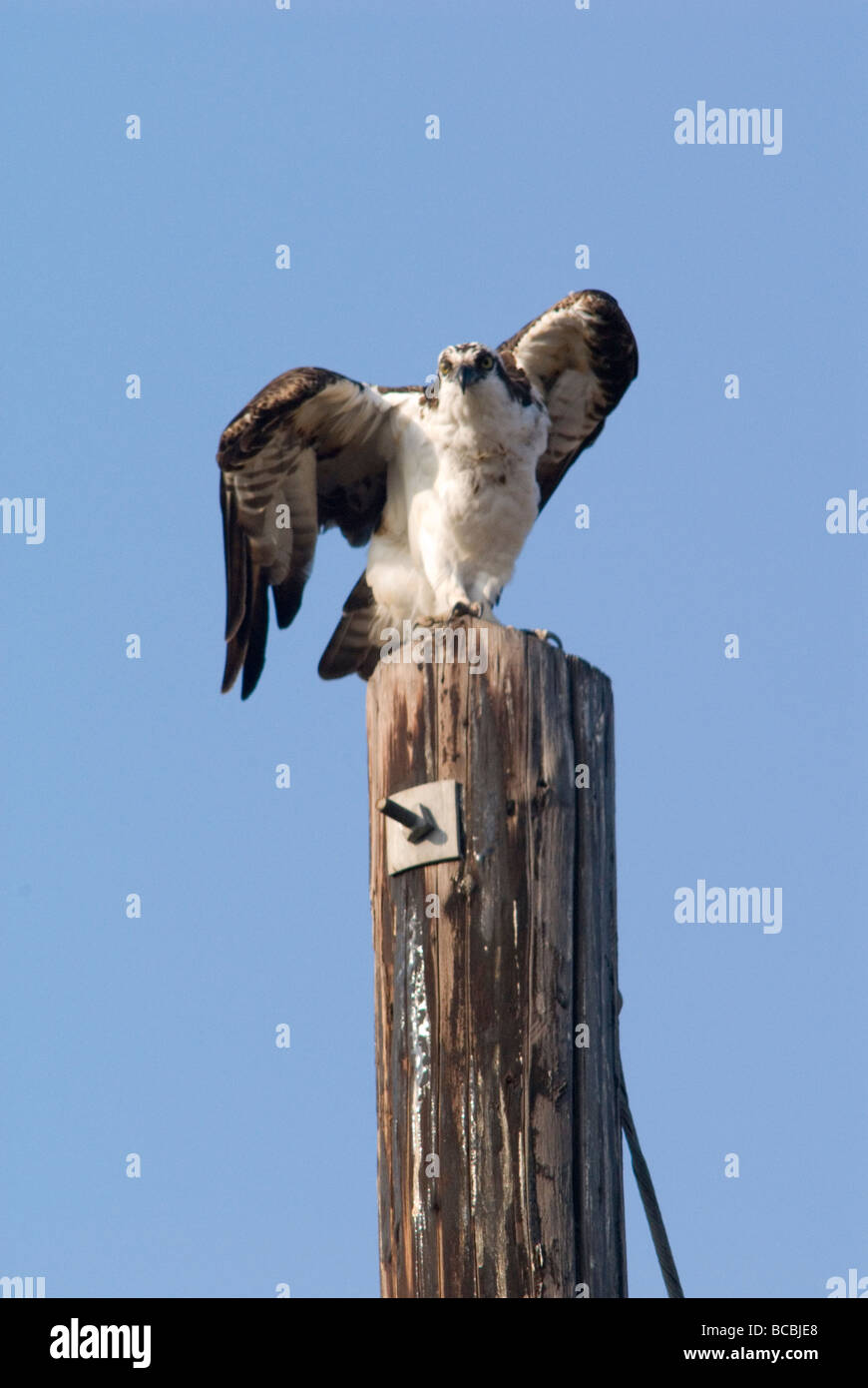 Falco pescatore (Pandion haliaetus) appollaiato su un post. Foto Stock