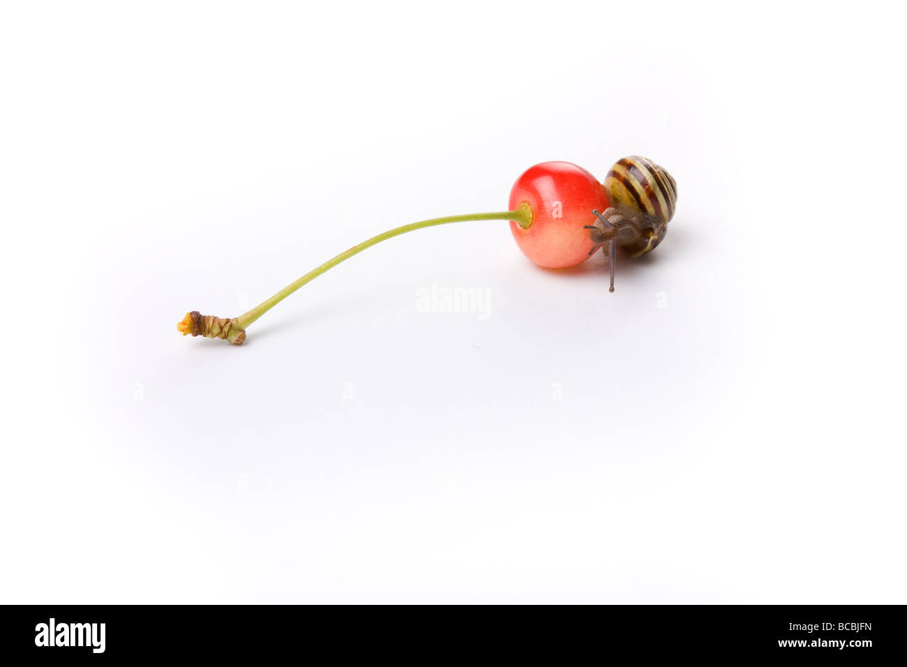 Piccolo rosso ciliegia appena scesa da albero studio shot contro uno sfondo bianco con randy giardino bilanciamento di lumaca sulla sommità di ciliegia Foto Stock
