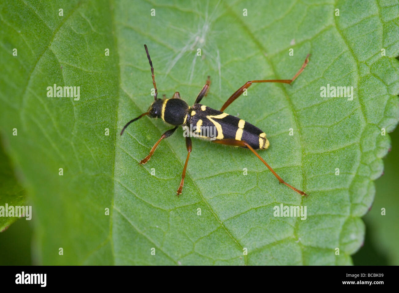 Wasp Beetle Clyttus arietus a riposo su una foglia Foto Stock