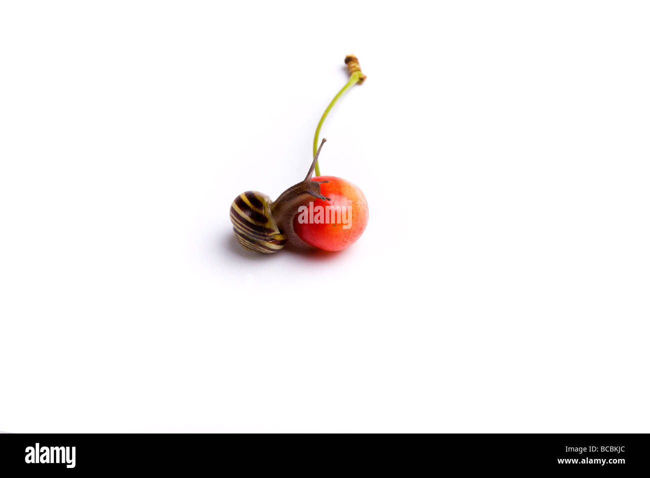 Piccolo rosso ciliegia appena scesa da albero studio shot contro uno sfondo bianco con randy giardino bilanciamento di lumaca sulla sommità di ciliegia Foto Stock