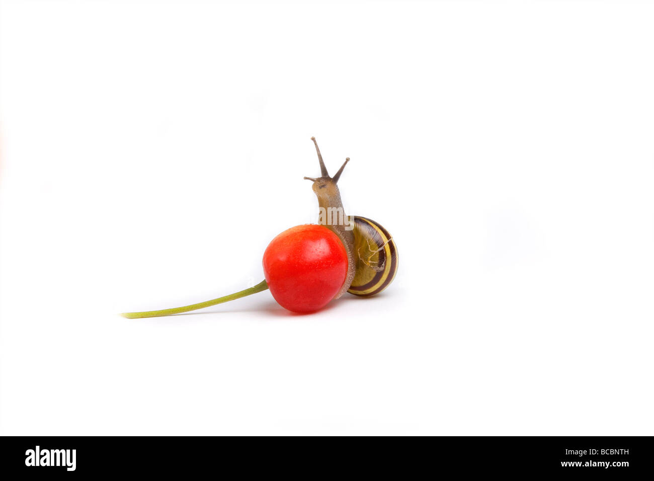 Piccolo rosso ciliegia appena scesa da albero studio shot contro uno sfondo bianco con randy giardino bilanciamento di lumaca sulla sommità di ciliegia Foto Stock