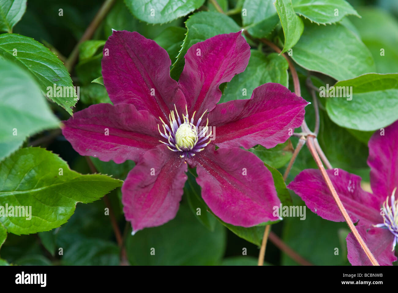 La clematide Rosemoor fiore Foto Stock