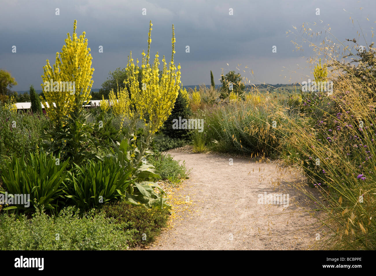 Il giardino a secco ad RHS Garden, Hyde Hall giardino, Essex England Regno Unito GB Foto Stock