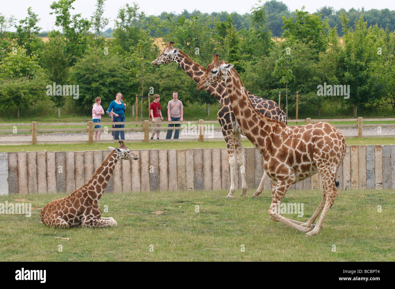 Le giraffe Giraffa camelopardalis Foto Stock