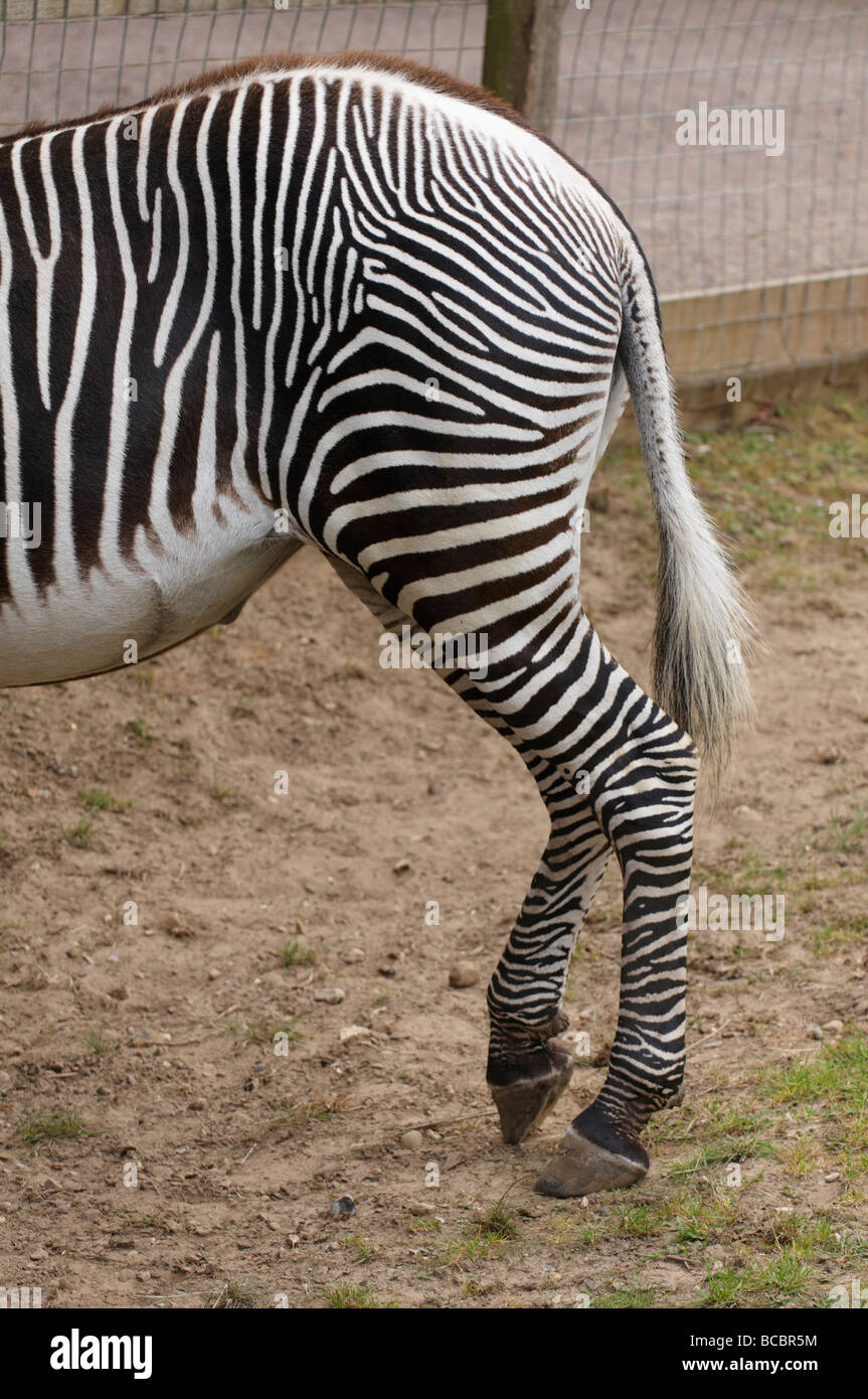 Grevy Zebra della parte inferiore posteriore groppa di Equus grevyi Foto Stock