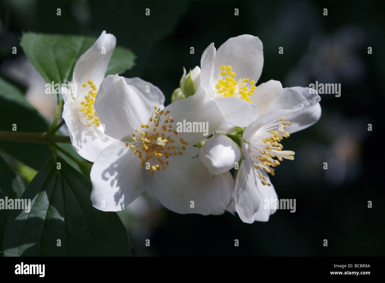 Filadelfo blossom Foto Stock