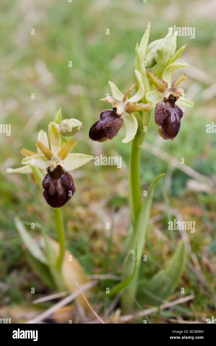 Inizio spider orchidee (Ophrys sphegodes) nell'isola di Purbeck. Dorset, Regno Unito. Foto Stock