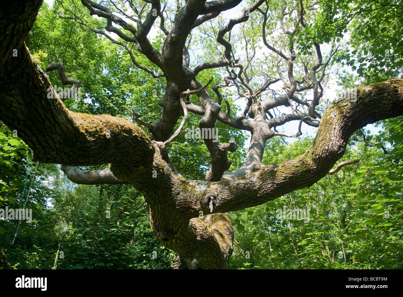 Inglese antico albero di quercia rami e tettoia Foto Stock